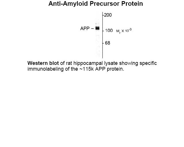 Amyloid Precursor Protein Antibody