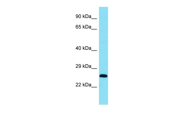 Bcl11a Antibody
