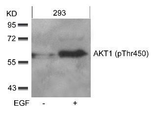 AKT1 (phospho Thr450) Antibody