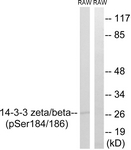 14-3-3 beta/zeta (Phospho-Ser184/186) antibody