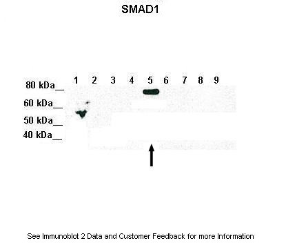 SMAD5 antibody - middle region