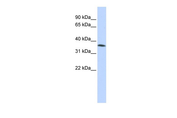 C8orf70 antibody - middle region