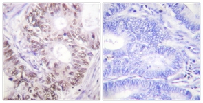 CDC25C (Phospho-Thr48) antibody