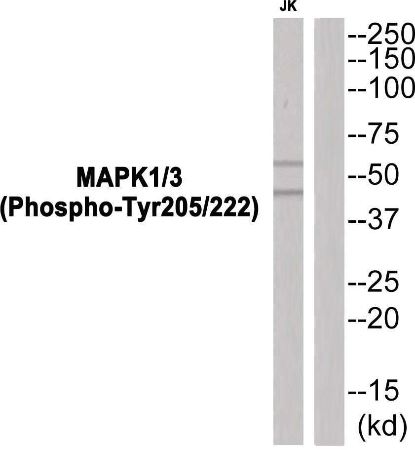MAPK1/3 (phospho Tyr205/222) Antibody