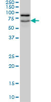 NOLC1 Antibody (monoclonal) (M02)