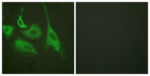 HSP90B (Phospho-Ser254) antibody