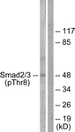 Smad2/3 (Phospho-Thr8) antibody