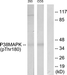 p38 MAPK (Phospho-Thr180) antibody