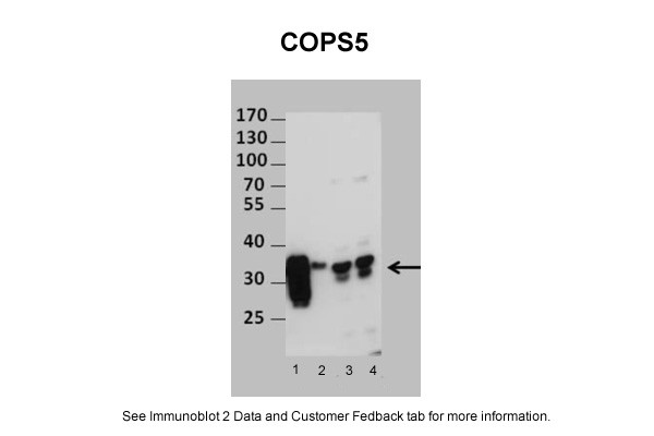 COPS5 antibody