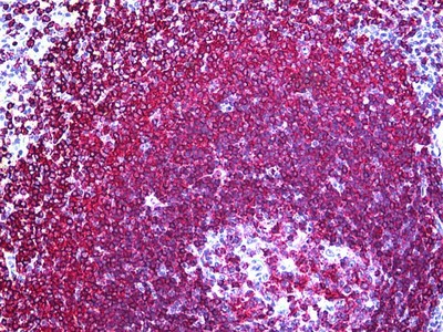 CD45RA Antibody