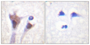 14-3-3 zeta/delta (Phospho-Thr232) antibody