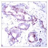 Myc (phospho Ser373) Antibody