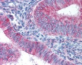 GJA1 Antibody