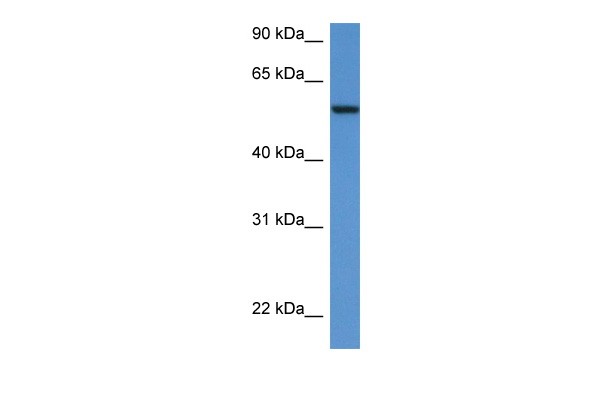 SRC antibody - N-terminal region