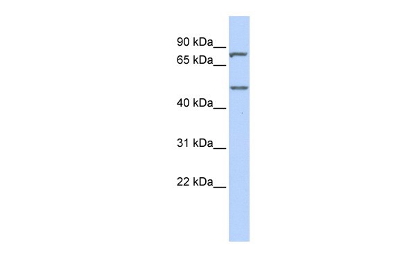 ZNF252 antibody - middle region