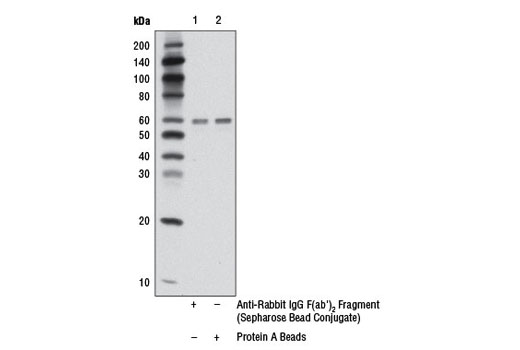 Anti-rabbit IgG F(ab') 2 Fragment (Sepharose ® Bead Conjugate)