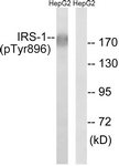 IRS-1 (Phospho-Tyr896) antibody