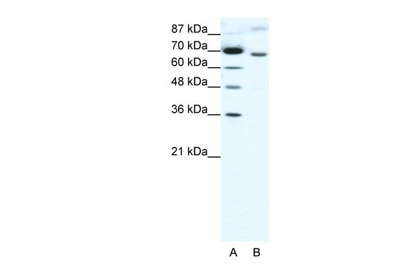 RACGAP1 antibody - N-terminal region