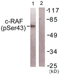 C-RAF (Phospho-Ser43) antibody