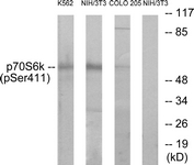 p70 S6 Kinase (Phospho-Ser411) antibody