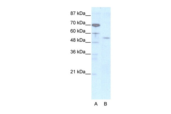 EVX2 antibody - N-terminal region