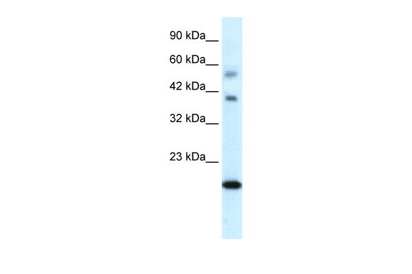 CGI-143 antibody - N-terminal region