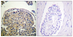 CD227/Mucin 1 (Phospho-Tyr1243) antibody