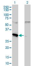 MLF2 Antibody (monoclonal) (M01)