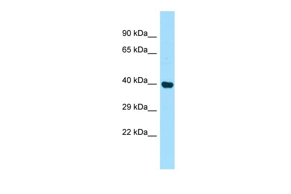 Pdcd2 Antibody - middle region