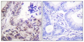 Caspase 9 (Phospho-Ser144) antibody