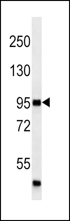 MAP4K3 Antibody