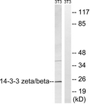 14-3-3 beta/zeta antibody