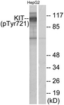 c-Kit (Phospho-Tyr721) antibody