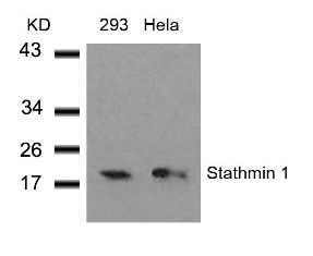 Stathmin 1 Antibody