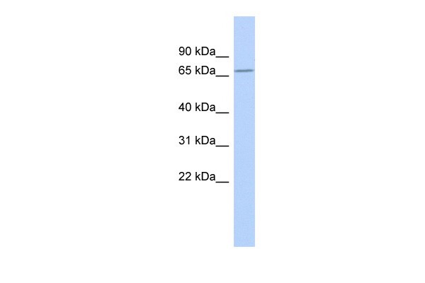 ZNF404 antibody