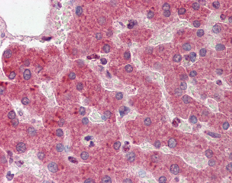 YWHAZ antibody - middle region