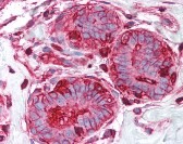 Ezrin Antibody