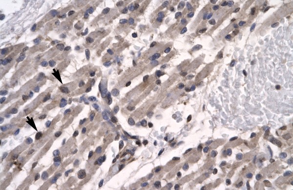 TFCP2L1 antibody - N-terminal region