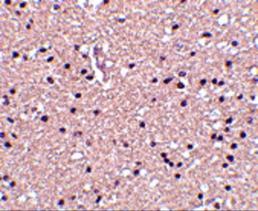 op18 Antibody