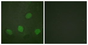 CREB (Phospho-Ser142) antibody