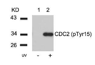 CDC2 (phospho Tyr15) Antibody