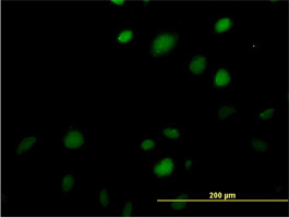 MAZ Antibody (monoclonal) (M01)