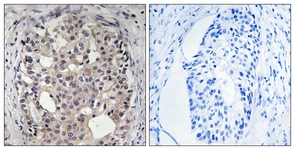CDC25A (Phospho-Ser178) antibody