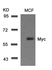 c-Myc antibody