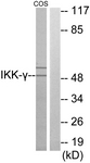 IKK-gamma antibody