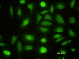 NPEPL1 Antibody (monoclonal) (M01)