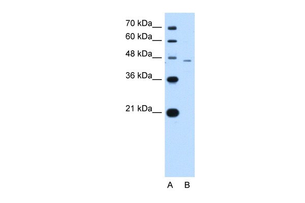 SMAD7 antibody - N-terminal region