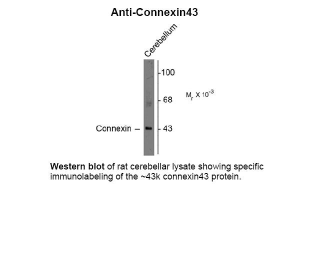 Connexin Antibody
