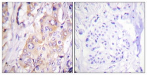 MEK1 (Phospho-Thr286) antibody
