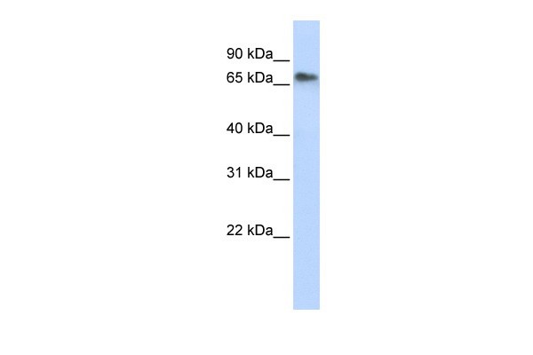 REPIN1 antibody - middle region